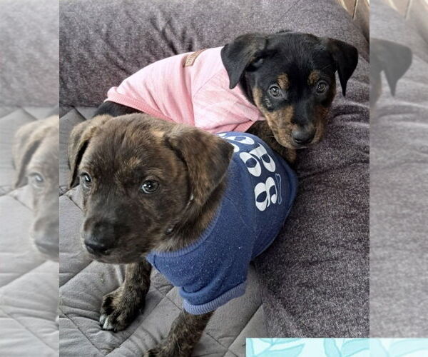 Medium Photo #4 Rottweiler-Unknown Mix Puppy For Sale in Lakewood, CO, USA