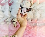 Small #3 Chihuahua