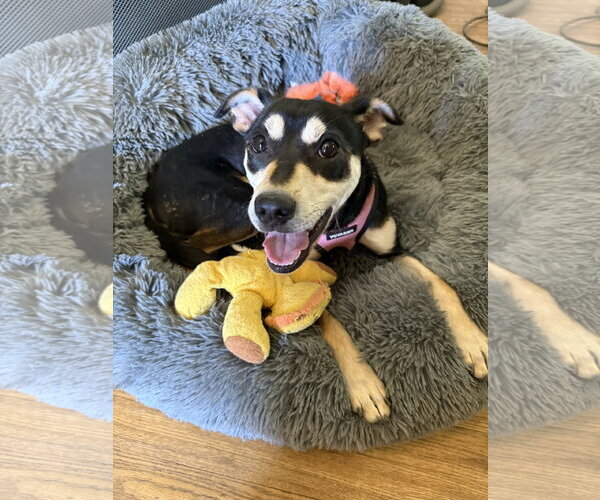 Medium Photo #1 Shiba Inu-Unknown Mix Puppy For Sale in Aurora, CO, USA