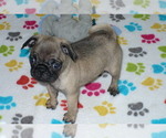 Small Photo #3 Pug Puppy For Sale in ORO VALLEY, AZ, USA