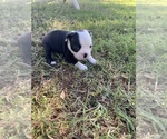 Small #8 Boston Terrier