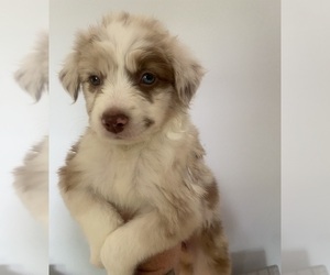 Border Collie-Miniature Australian Shepherd Mix Puppy for sale in CINNAMINSON, NJ, USA