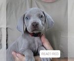 Puppy 5 Weimaraner