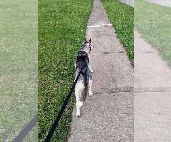 Medium Photo #8 Siberian Husky Puppy For Sale in Germantown, OH, USA