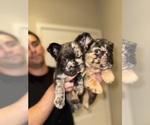 Small #4 French Bulldog