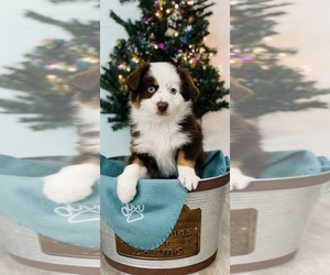 Miniature Australian Shepherd Puppy for sale in CINCINNATI, OH, USA