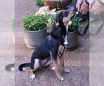 Small #2 Mutt