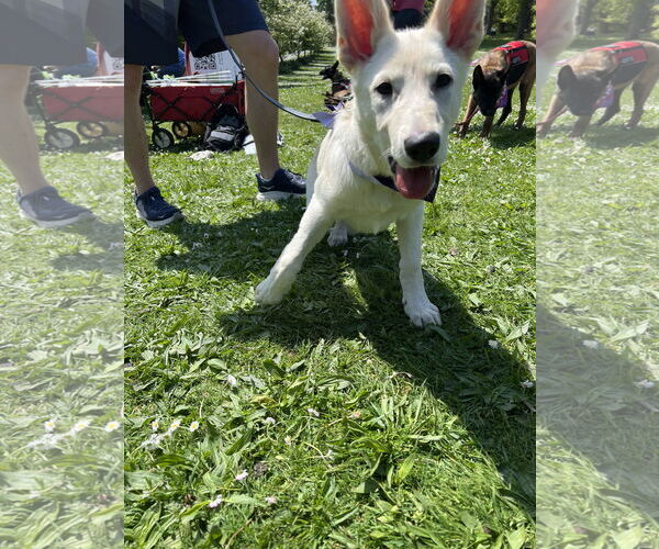 Medium Photo #28 German Shepherd Dog-Unknown Mix Puppy For Sale in Seattle, WA, USA