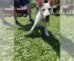 Small #27 German Shepherd Dog Mix