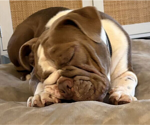 Medium Photo #6 Bulldog Puppy For Sale in Valrico, FL, USA