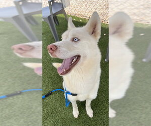 Siberian Husky Dogs for adoption in Newton, NC, USA
