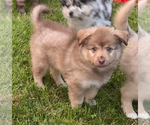 Small Photo #17 Australian Shepherd-Miniature Australian Shepherd Mix Puppy For Sale in PETERSBURG, IL, USA