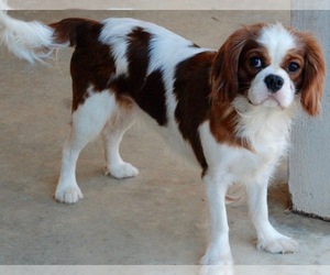 Mother of the Cavalier King Charles Spaniel puppies born on 05/23/2019