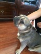 Small Photo #1 French Bulldog Puppy For Sale in SYLMAR, CA, USA