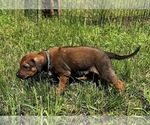 Small Photo #2 Rhodesian Ridgeback Puppy For Sale in DIVIDE, CO, USA