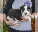 Small #1 Australian Shepherd Mix
