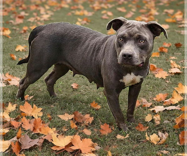 Medium Photo #4 American Pit Bull Terrier Puppy For Sale in Talladega, AL, USA