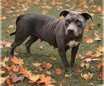 Small #3 American Pit Bull Terrier