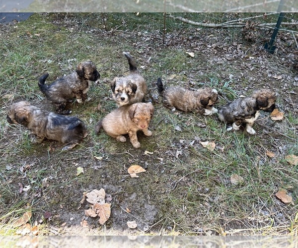 Medium Photo #1 Shih Tzu-Shih-Poo Mix Puppy For Sale in SOUTH HAVEN, MI, USA