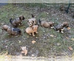 Small Shih Tzu-Shih-Poo Mix