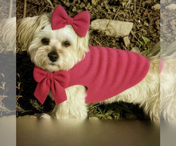 Medium Photo #8 Mutt Puppy For Sale in Allentown,, PA, USA