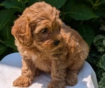 Small Photo #43 Cavapoo Puppy For Sale in GOSHEN, IN, USA