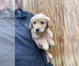 Golden Retriever Puppy for Sale in MCMINNVILLE, Tennessee USA