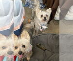 Small #6 Maltese Mix