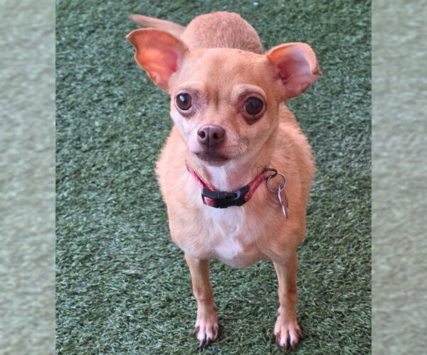 Medium Photo #2 Chihuahua Puppy For Sale in Chino Hills, CA, USA