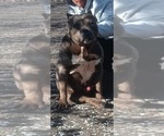 Small Photo #1 American Pit Bull Terrier Puppy For Sale in DOS PALOS, CA, USA