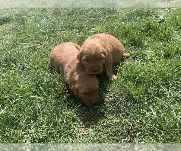 Medium Photo #8 Golden Retriever Puppy For Sale in CLEVER, MO, USA