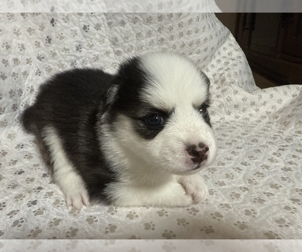 Medium Photo #19 Pomsky Puppy For Sale in NASHUA, NH, USA