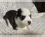 Small #7 Pomsky