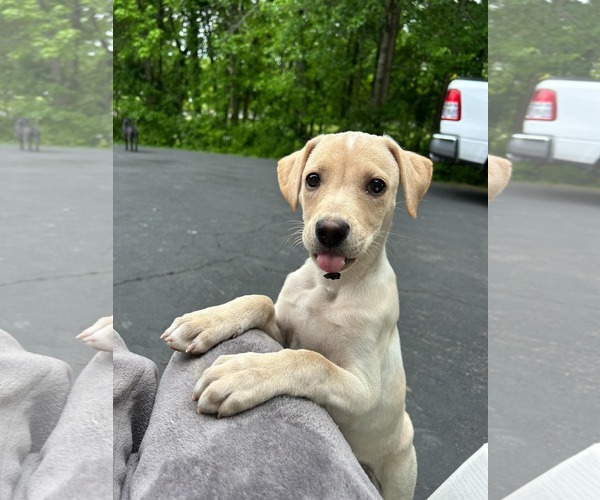Medium Photo #1 Labrador Retriever-Unknown Mix Puppy For Sale in pomfret, CT, USA