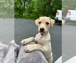 Small Labrador Retriever Mix