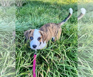Bear Litter - Winnie - Female Boxer Dog for Adoption - Photo #4
