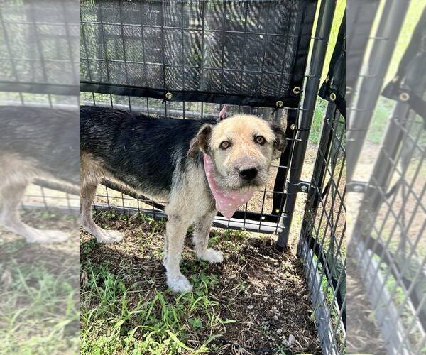 Medium Photo #2 Mutt Puppy For Sale in Abbeville, LA, USA