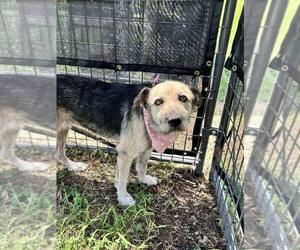 Nyla - Female Mutt Dog for Adoption - Photo #2