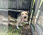 Small #1 Mutt