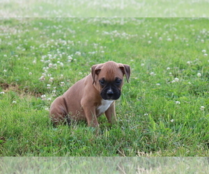 Boxer Puppy for sale in SHILOH, OH, USA