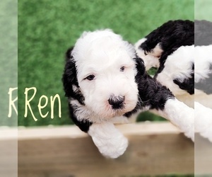 Sheepadoodle Puppy for sale in CEDAR GAP, MO, USA
