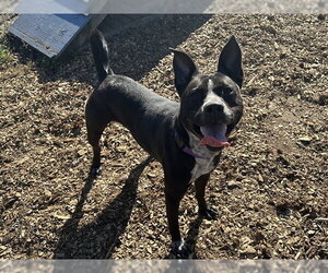 RADAR - Male Mutt Dog for Adoption