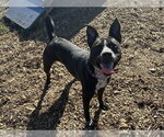 RADAR - Male Mutt Dog for Adoption - Small photo