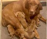 Small #2 Vizsla