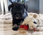 Small Photo #6 Schnauzer (Miniature) Puppy For Sale in KOKOMO, IN, USA
