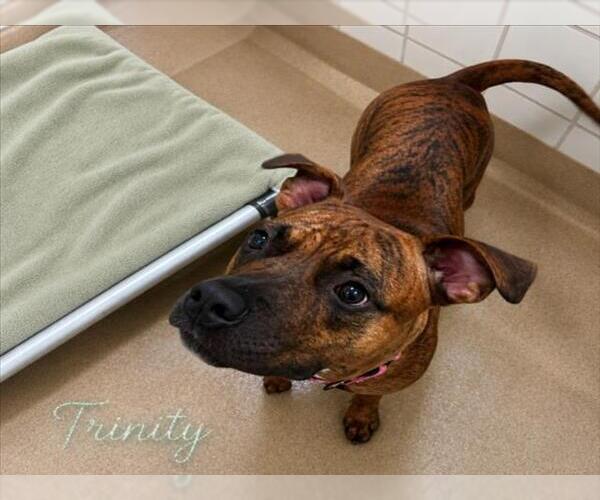 Medium Photo #2 American Pit Bull Terrier-Unknown Mix Puppy For Sale in Derwood, MD, USA