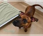 Small #1 American Pit Bull Terrier Mix