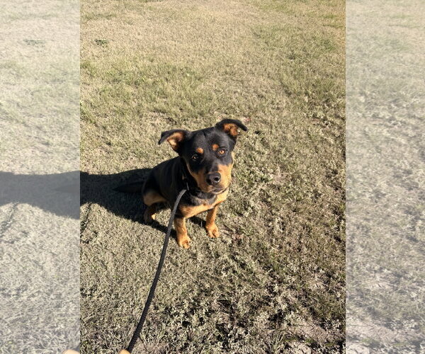 Medium Photo #1 Rottweiler-Unknown Mix Puppy For Sale in Las Vegas, NM, USA