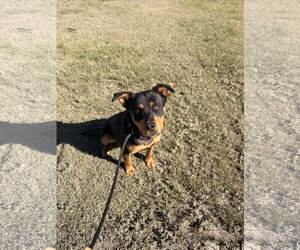 Rottweiler-Unknown Mix Dogs for adoption in Las Vegas, NM, USA