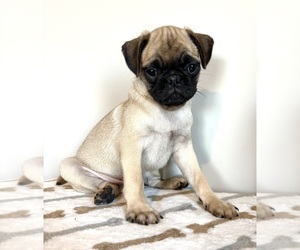 Pug Puppy for sale in INDIANAPOLIS, IN, USA